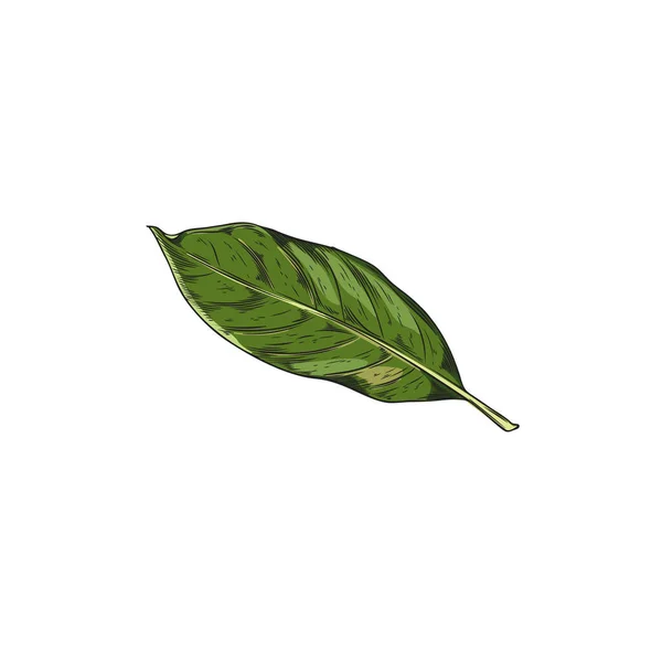 Yapımı Tek Defne Yaprağı Bir Yeşil Çay Izni Tam Renkli — Stok Vektör