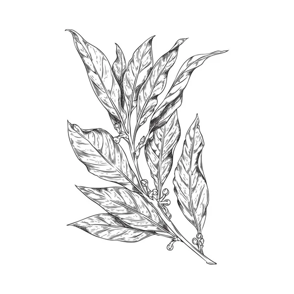 Větev Bobkového Listu Kukuřicí Ručně Kreslený Vektor Pepře Vavřín Rytém — Stockový vektor
