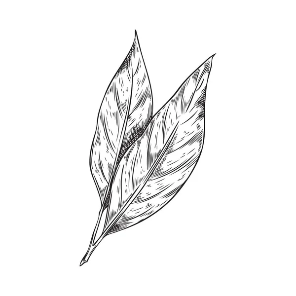 Ručně Kreslené Bobkový List Rostliny Monochromatický Náčrtek Vektorové Ilustrace Izolované — Stockový vektor