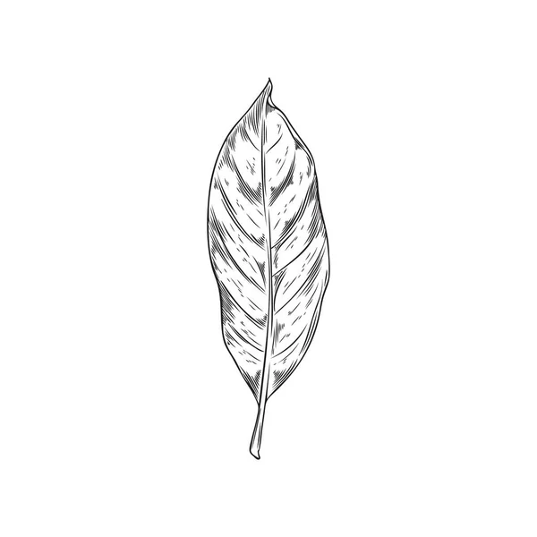 손으로 모노크롬 나뭇잎 스케치 배경에 장식용 식물학 — 스톡 벡터
