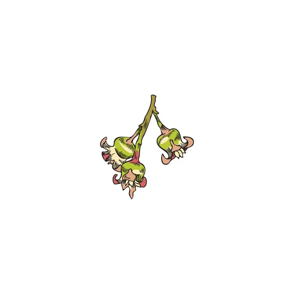 Blommande Blommor Svarta Vinbär Handritade Skiss Vektor Illustration Isolerad Vit — Stock vektor