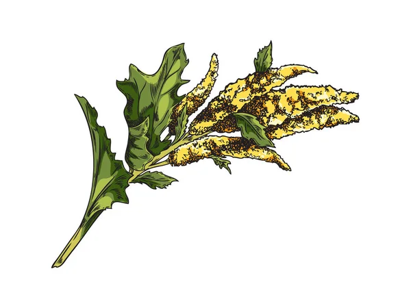 Cultivos Cereales Hierba Quinua Vector Plantas Agrícolas Ilustración Dibujada Mano — Archivo Imágenes Vectoriales