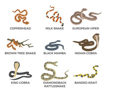 Venomous snakes set, infographic with names - flat vector illustration isolated on white background. Different types of snakes - copperhead, king cobra, black mamba, banded krait. clipart