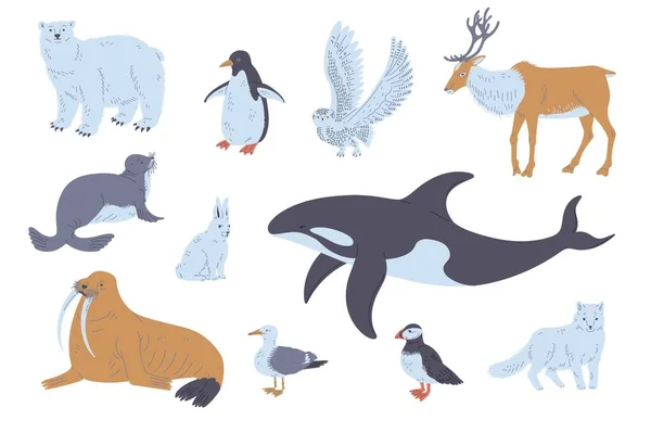 Arctic or polar circle animals and birds set, flat cartoon vector illustration isolated on white background. Arctic wildlife fauna and animal representatives collection.