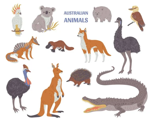 一套各种澳大利亚动物的扁平风格 向量图解在白色背景上孤立 鸟类和哺乳动物 装饰设计元素收集 — 图库矢量图片