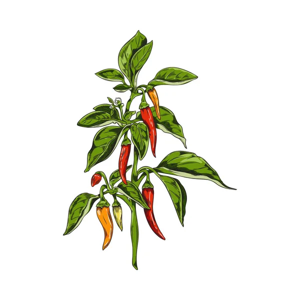 Hand Drawn Colorful Chili Peppers Hanging Stem Sketch Style Vector — Stock Vector