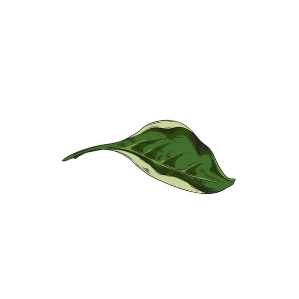 Πράσινο Φύλλο Ζωγραφισμένο Στο Χέρι Εικονογράφηση Διάνυσμα Σκίτσο Απομονώνονται Λευκό — Διανυσματικό Αρχείο