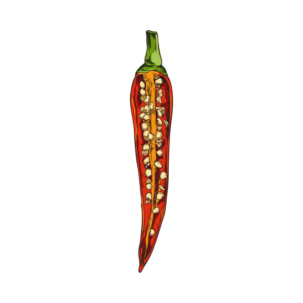 手描きの赤唐辛子のスケッチスタイル 白い背景に単離されたベクターのイラスト 装飾的な設計要素 有機プロダクトが付いている唐辛子の半分 — ストックベクタ