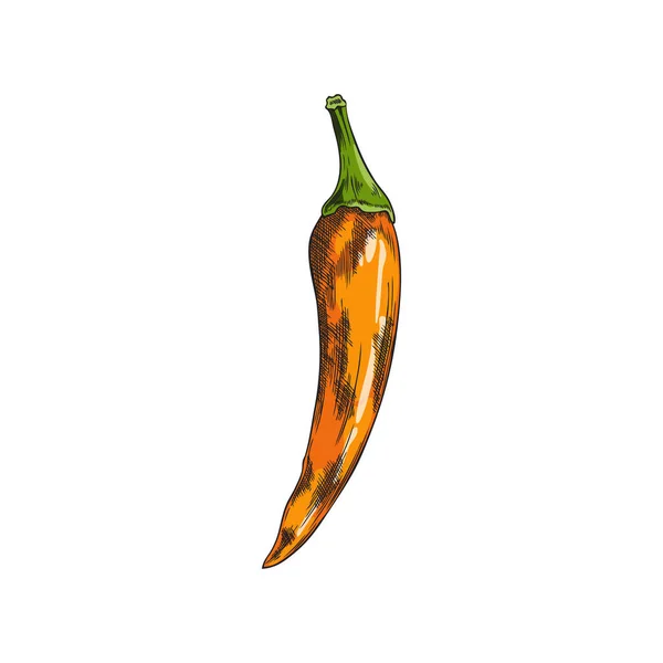 Ganze Chilischoten Skizzieren Bunte Paprikapflanze Aus Cayenne Scharfes Bio Gemüse — Stockvektor