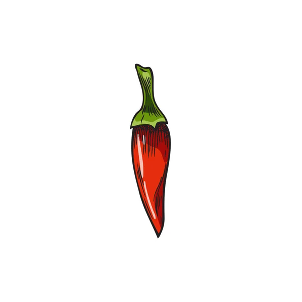 Rode Chili Peper Hand Getekend Schets Stijl Vector Illustratie Geïsoleerd — Stockvector