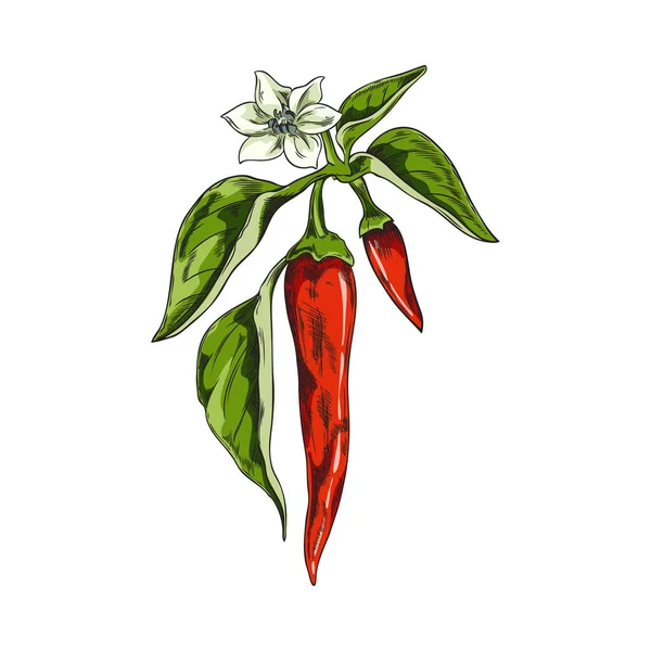 Chili Paprika Levelekkel Virágokkal Friss Piros Cayenne Chili Paprika Színes — Stock Vector