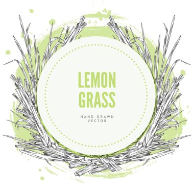 Lemongrass elle çizilmiş vektör etiketi yuvarlak formu. Yeşil suluboya noktasında limon otlarının ve parçaların eskizi. Kabartmalı kokulu botanik çizimi. Vejetaryen aromatik tarım fabrikası