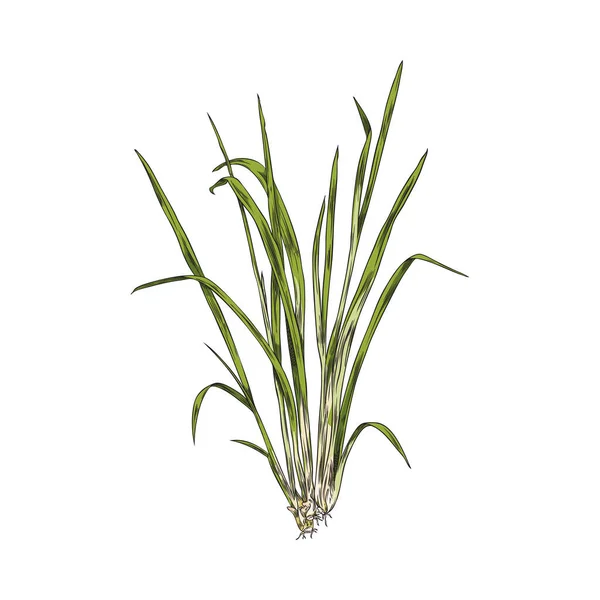 Lemongrass Pflanze Strauch Trieb Oder Sprossen Gravur Skizze Stil Vektorillustration — Stockvektor