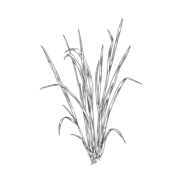 Ett Gäng Citrongräs Kryddig Asiatisk Växt Gravyr Skiss Stil Vektor — Stock vektor