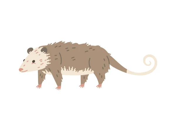 North American Opossum Wild Animal Character Flat Cartoon Vector Illustration — Stock Vector