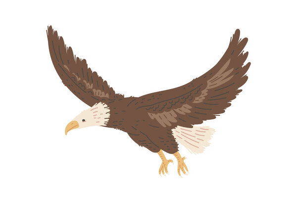 North American flying Bald Eagle, flat cartoon vector illustration isolated on white background. Bald Eagle a symbol of wildlife and fauna of North America.