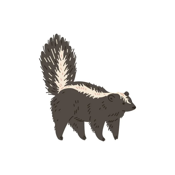 Skunk Large Fluffy Tail Light Stripe Body North America Animals — Stock Vector