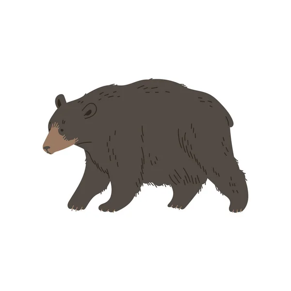 Гризли Медведь Ходьба Плоские Векторные Иллюстрации Изолированы Белом Фоне Ручное — стоковый вектор