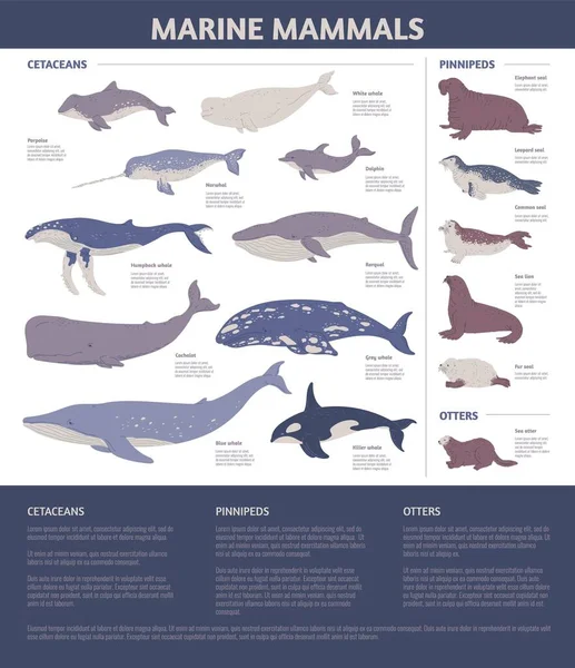 Deniz memelileri, deniz memelileri ve çam kozalakları hayvan bilgilerini, vektör illüstrasyonlarını. Deniz yaşam vektör çizimi. Su altında yaşayan deniz veya okyanus memelileri..