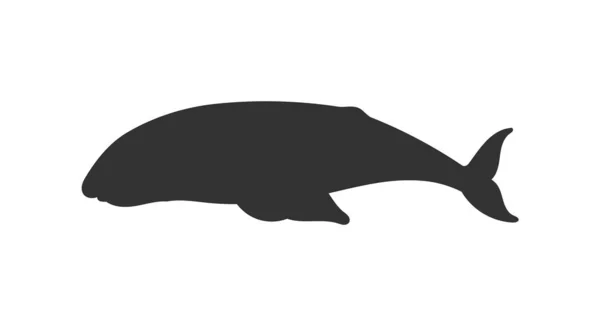Baleine Fanons Silhouette Noire Illustration Vectorielle Isolée Sur Fond Blanc — Image vectorielle