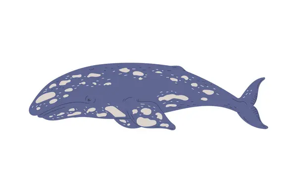 白い背景に隔離されたブルークジラフラットベクターイラスト 海洋生物を代表するブルークジラ大型海洋哺乳類 — ストックベクタ