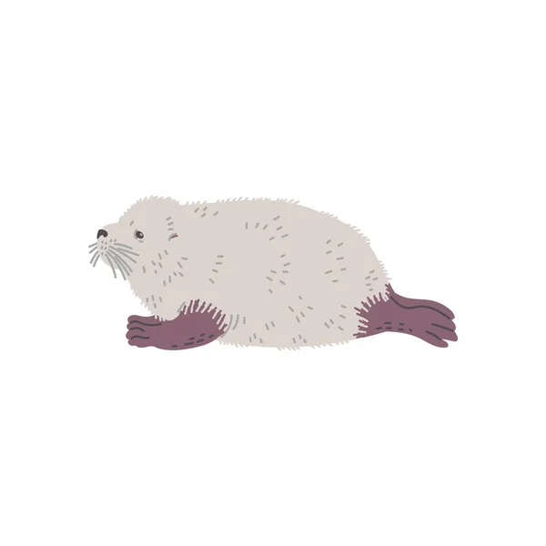 螃蟹海豹半水生南极哺乳动物的动物特征 扁平的病媒图解在白色背景上孤立 螃蟹海豹南极海洋哺乳动物 — 图库矢量图片