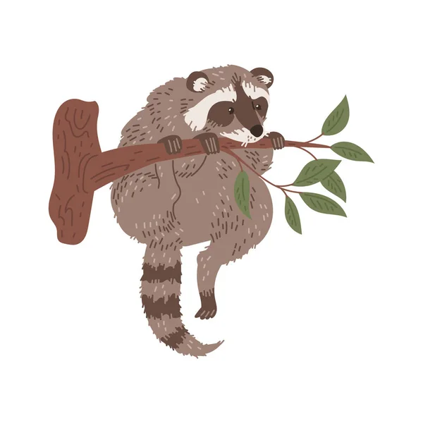 Cute Raccoon Climbs Branch Flat Style Vector Illustration Isolated White — Stock Vector