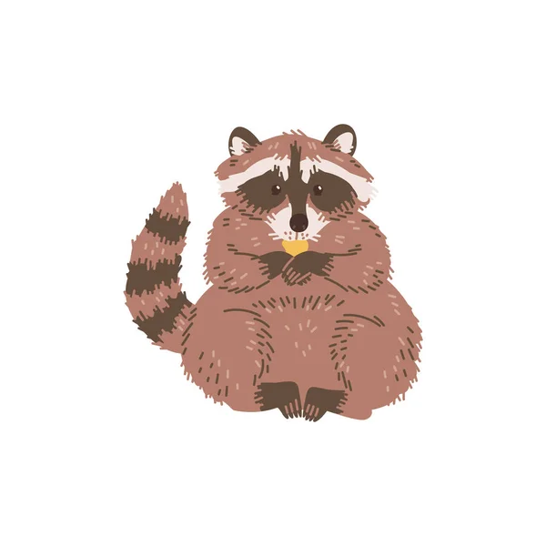 Raccoon Adorable Cartoon Character Sitting Paws Eating Flat Vector Illustration — Stock Vector