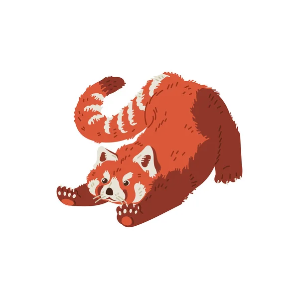 Netter Roter Panda Cartoon Flache Vektorillustration Chinesisches Tier Zieht Hoch — Stockvektor