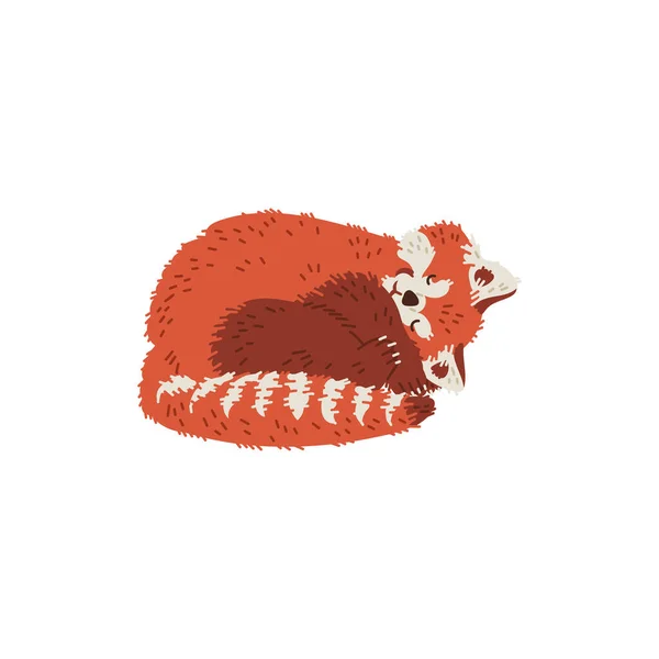 Panda Rojo Durmiendo Acurrucado Bola Ilustración Vectorial Plana Dibujada Mano — Archivo Imágenes Vectoriales