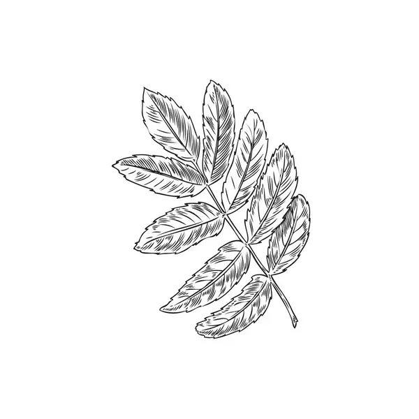秋のローワンリーフベクターアイコン 手描きの灰の木の葉 白い背景で隔離された乾燥した木の葉 森林植物設計のための自然なオブジェクトを閉じます ヴィンテージの季節の装飾 — ストックベクタ
