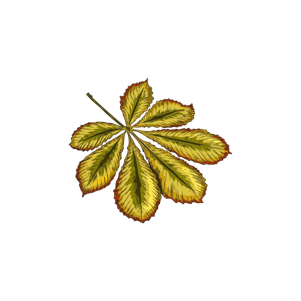 秋天栗树叶矢量图标 手绘落叶 干树叶呈褐色 在白色上隔绝 老式季节性装饰 密闭森林植物设计的自然对象 — 图库矢量图片