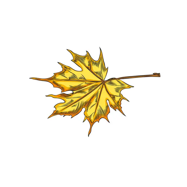 秋の黄色いメープルリーフ 白い背景のスケッチスタイルのベクターイラスト 葉の落下と季節の変化の漫画シンボル 着色された彫版様式の1つの手によって描かれる映像 — ストックベクタ