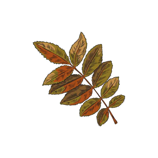 Rowan Ağacı Renkli Çizimi Vektör Çizimi Bırakır Autumn Rowan Kabartmalı — Stok Vektör
