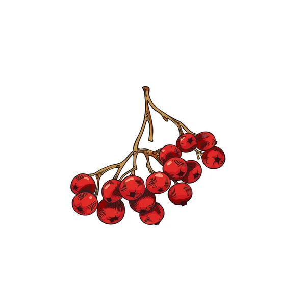 分枝与成熟的红色龙眼浆果 矢量插图在草图风格孤立的白色背景 手绘秋天自然元素 彩绘图像 没有叶子的山灰浆果 — 图库矢量图片
