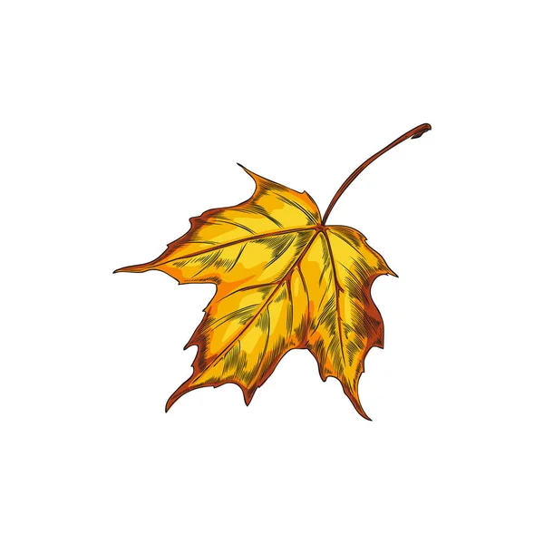 秋の黄色いメープルリーフ 白い背景のスケッチスタイルのベクターイラスト 紅葉のシンボルと季節の変化 着色された彫版様式の1つの手によって描かれる映像 — ストックベクタ