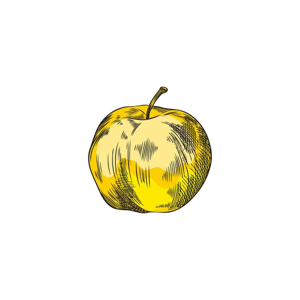 葉が付いている黄色いりんご 白い背景で隔離される着色されたスケッチ様式のベクトル イラスト 手描きのフルーツ カラフルな彫刻の漫画のイメージ スケッチアートのビタミン新鮮なエコフード図面 — ストックベクタ