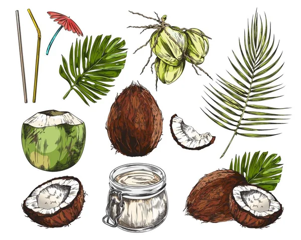 Kokosnusspflanze Und Produktion Von Kokosöl Designelementen Set Skizze Handgezeichnete Vektorillustration — Stockvektor