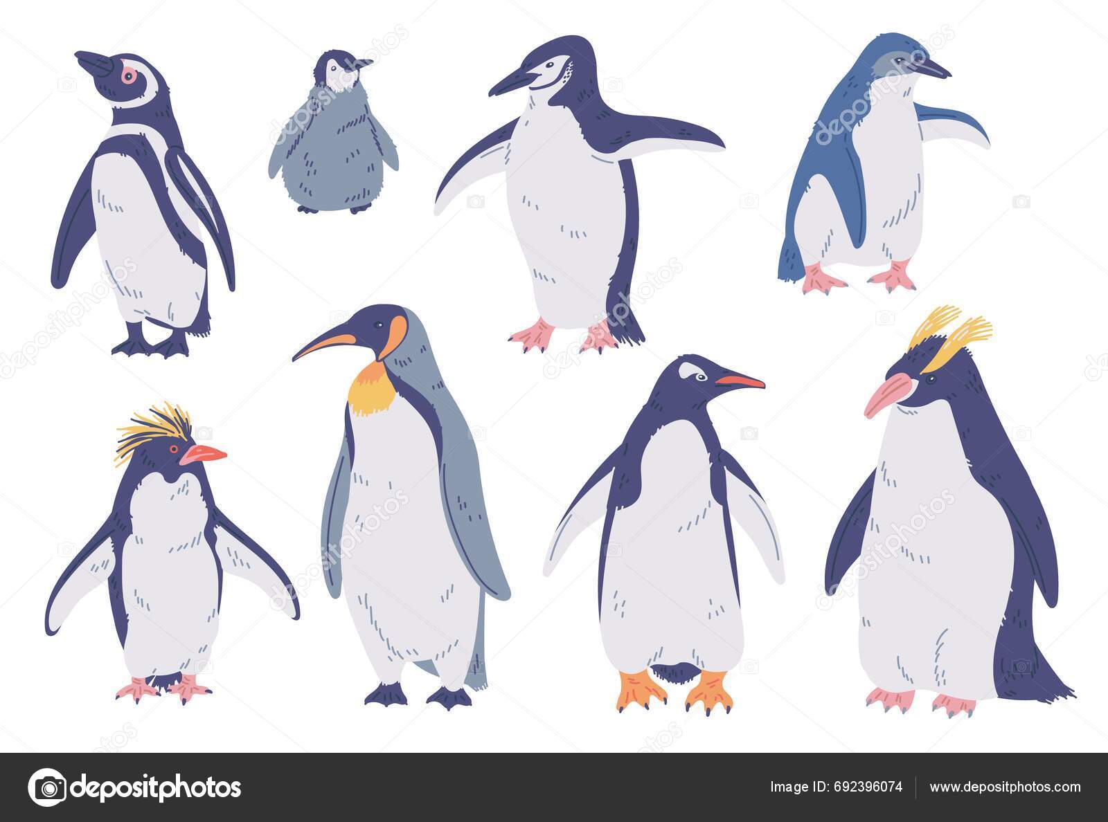 Conjunto Especies Pingüinos Gran Emperador Rey Rockhopper Magallanes