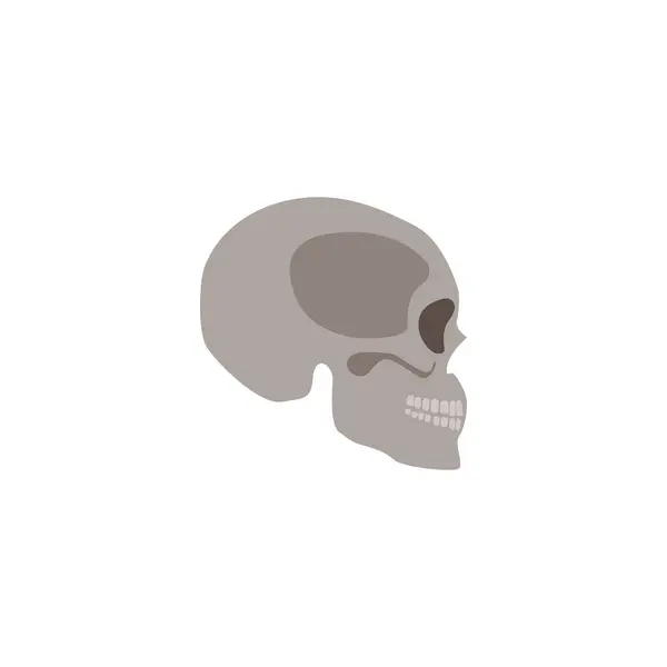 Skull the head bone of the human skeleton flat vector illustration isolated on white background. Anatomical element for halloween holidays and medicine designs.