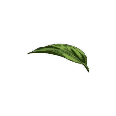 Ekinezya yaprağı. Beyaz zemin üzerinde bir Echinacea çiçeğinin tek bir yeşil yaprağının vektör çizimi, botanik tasarım için ideal.