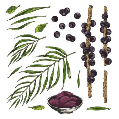 Acai berries and leaves vector hand drawn illustrations set. Fresh black berries with foliage, product in a bowl, single leaf and berry. Exotic antioxidant vitamin superfood, natural fruit farming clipart