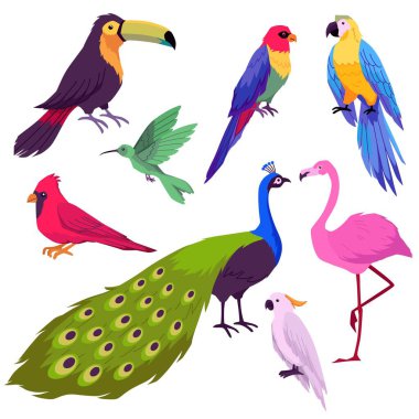 Çeşitli egzotik tropikal kuşlar. Papağanlar, pembe flamingolar, tukan, sinekkuşu, kırmızı kardinal ve tavus kuşu. Parlak tüylü hayvanlar. İzole edilmiş düz vektör çizimleri koleksiyonu.