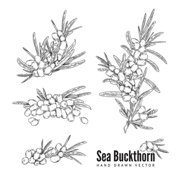 Buckthorn 컬렉션 스케치 스타일 배경에 손으로 일러스트 스타일의 빈티지 상세한 스톡 일러스트레이션