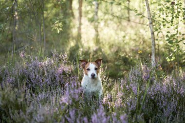 Heather Cadıları renginde bir köpek. Jack Russell Terrier ormandaki insanlar