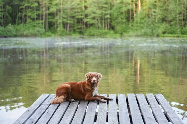 Pes Dřevěném Mostě Jezera Domácí Mazlíček Procházku Nova Scotia Duck — Stock fotografie