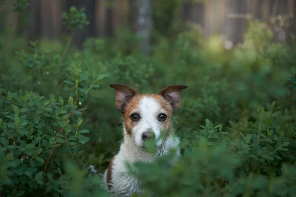 Anjing Rumput Hijau Pemandangan Dari Atas Lucu Dan Bahagia Jack — Stok Foto