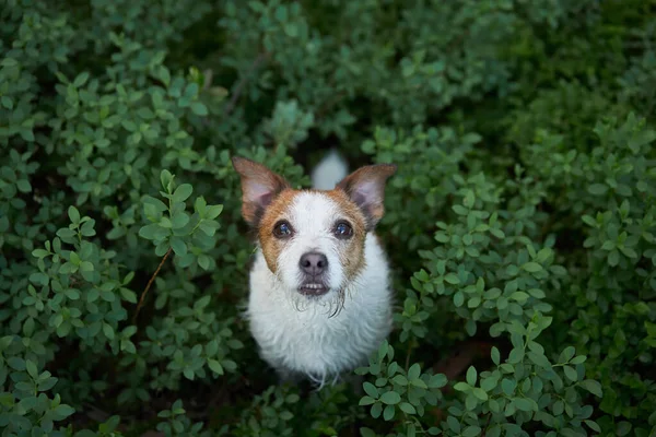 Perro Hierba Verde Vista Desde Arriba Divertido Feliz Jack Russell — Foto de Stock