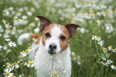 Papatyadaki köpek. Doğada evcil hayvan. Çiçekli şirin Jack Russell Terrier. Çimenlikteki hayvan