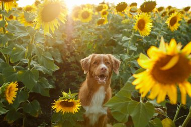 Ayçiçekli köpek. Çiçek tarlasında şirin bir Nova Scotia Retriever. Doğada evcil hayvan